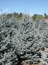 Colorado Spruce